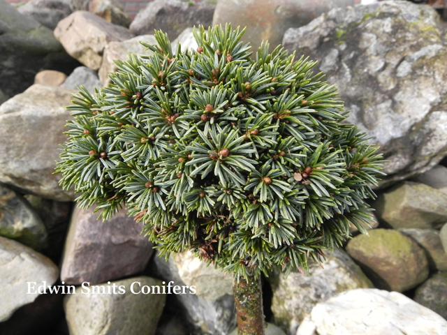 Picea alcoquiana (P. bicolor) 'Joyau'